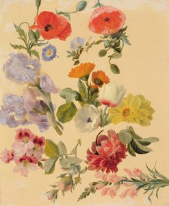 Studies of Summer Flowers